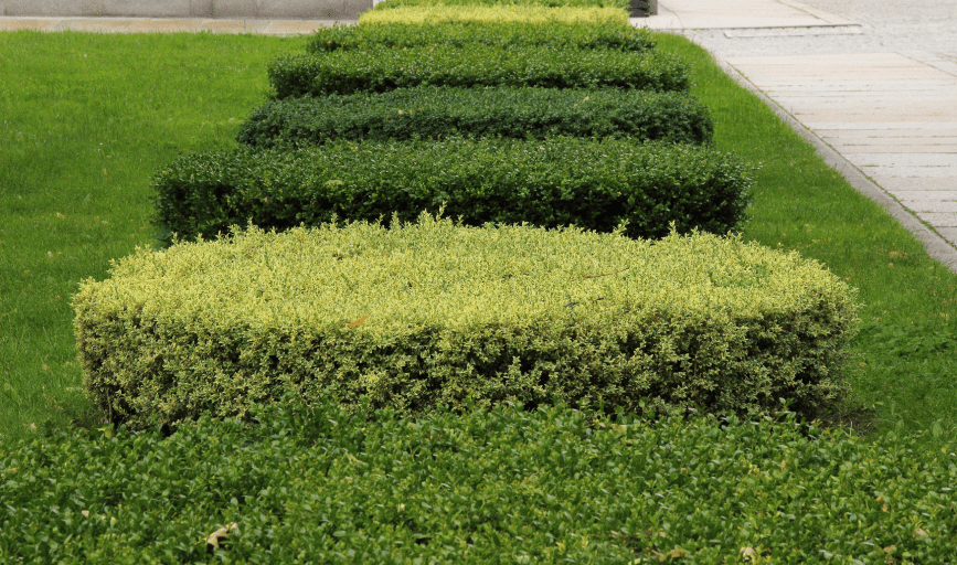GoatScape Lawncare